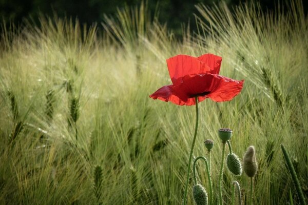 Las espigas de trigo de amapolas florecen