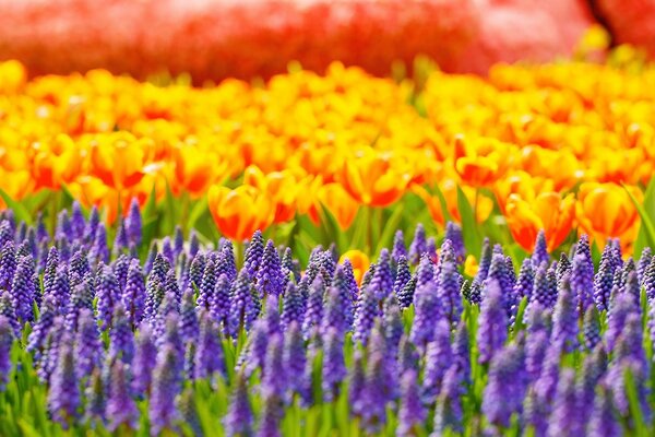 Bild von blühenden bunten Blumen im Feld