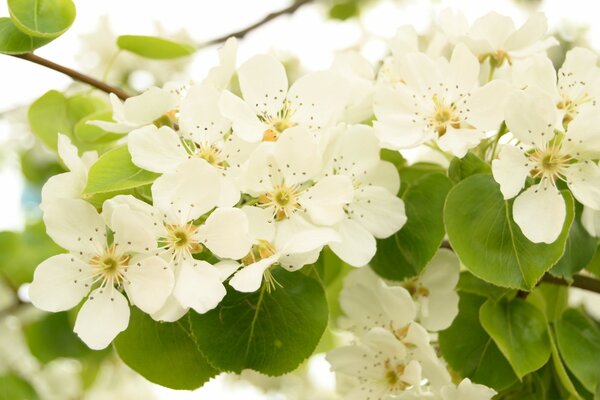 Arbre poire floraison au printemps