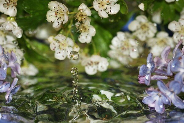 Fallende Blumen auf Wasserhintergrund