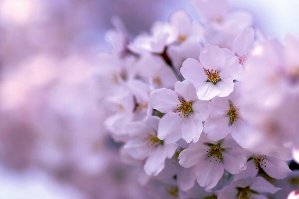 Lila blanca que florece en primavera