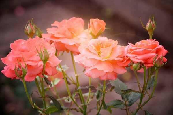 Peach-colored tea roses