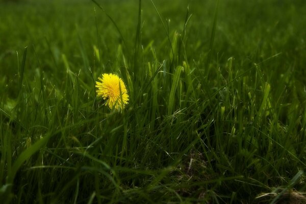 Yellow dandelion among green grass