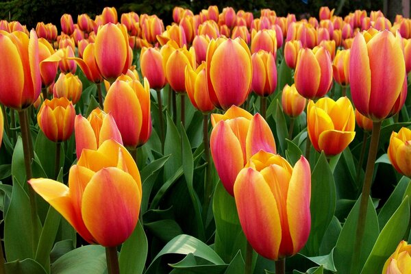 Ein ganzes Feld von schönen Tulpen