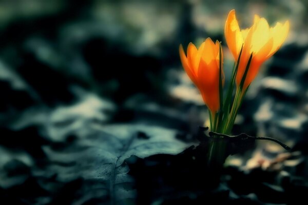 Orange Blumen auf dunklem Hintergrund