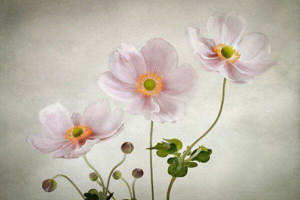 Zarte Anemonenblüten auf weißem Hintergrund