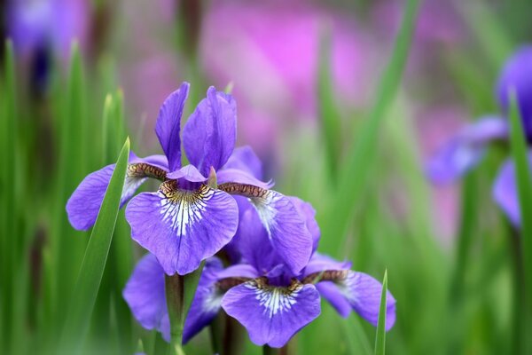 Iris lila florece en los campos