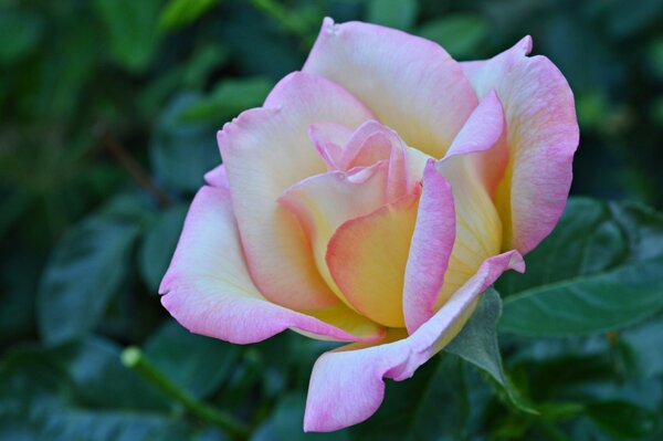 A blooming rosebud with green leaves