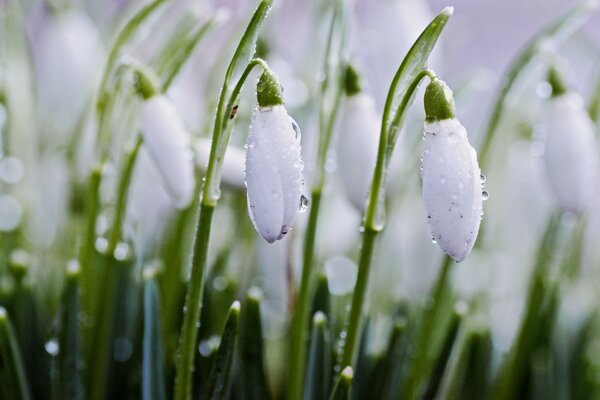 Inflorescence of snowdrops, stained with rain