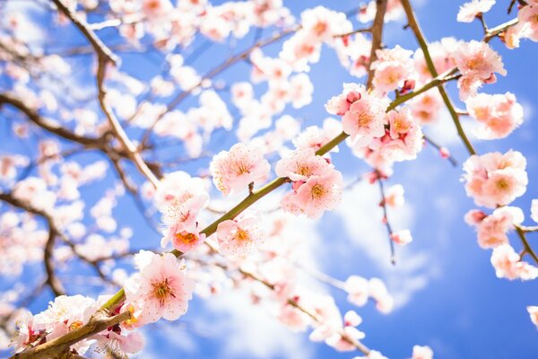 Zarte Pflaumenblüte im Frühling