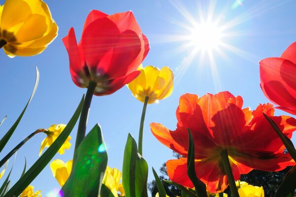 Blumen vor dem Hintergrund der leuchtenden Sonne und des blauen Himmels