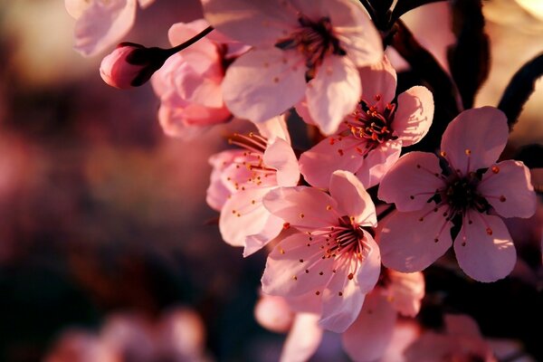 Spring. a pale pink cherry twig