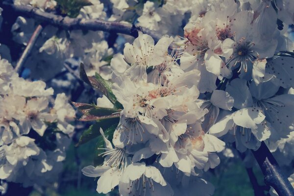 The garden is white flowers are blooming