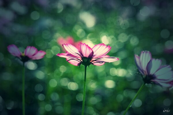 Sommeraufnahmen, Fokus auf die Blume