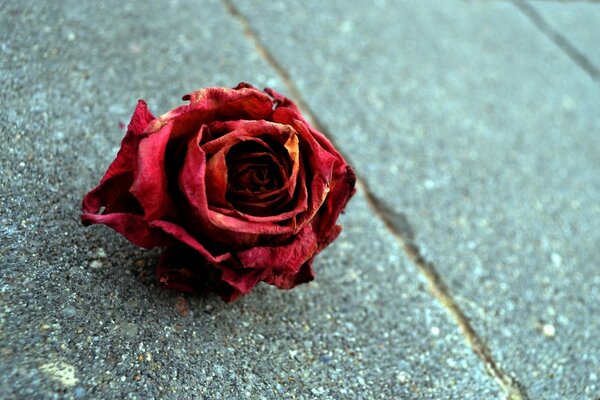 Eine rote Rose liegt auf dem Asphalt