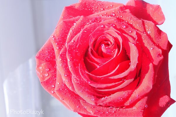 Rote Rose mit zarten, nassen Blütenblättern