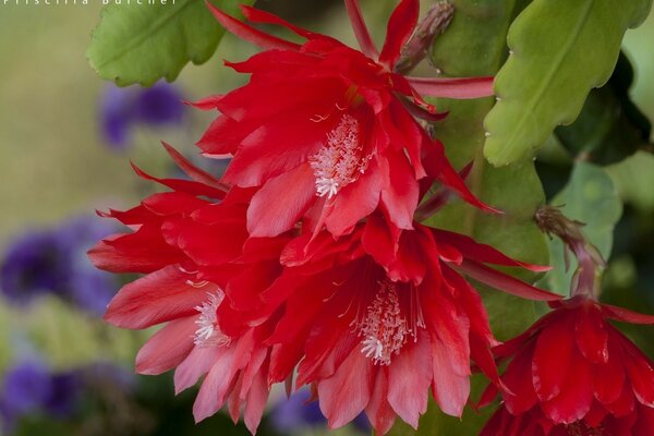 Macro floreciente, flores rojas