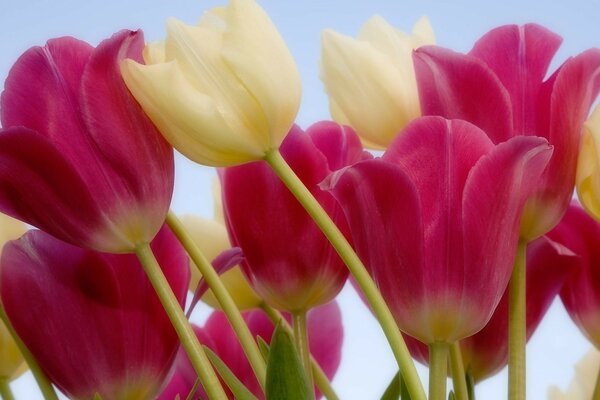 Schöne, zarte rosa und weiße Tulpen