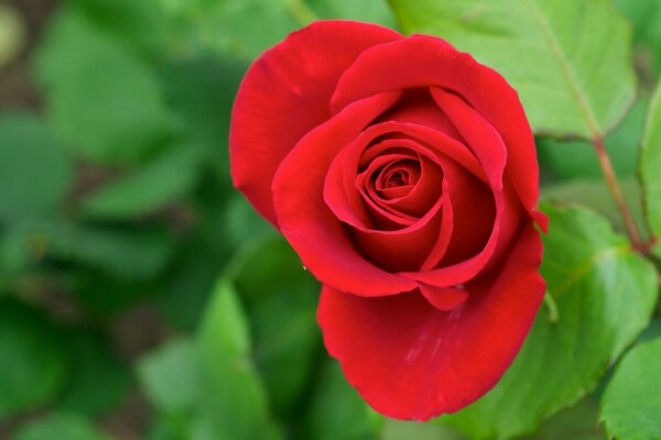 A red rose in a bud against a background of greenery