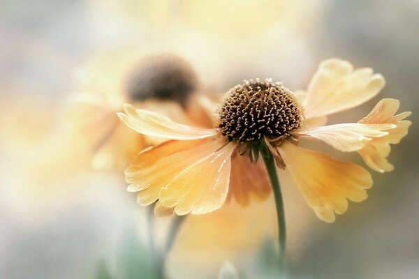 Yellow flower on a blurry background