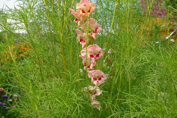 Schöne Blume im grünen Blumenbeet, wächst im Blumenbeet