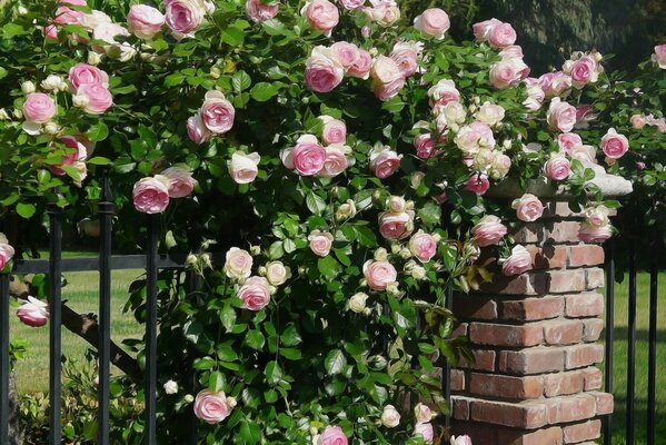 Куст бледно-розовых роз возле забора