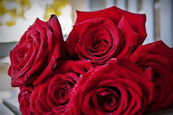 Bellissimo delicato bouquet di rose rosse