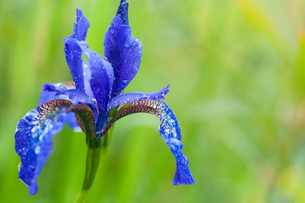 Fleur d Iris sur fond vert