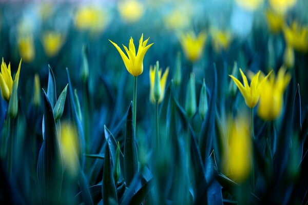 Yellow flowers on a blue leg