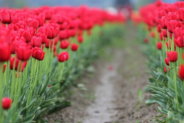 Fondo de pantalla de tulipán rojo sendero