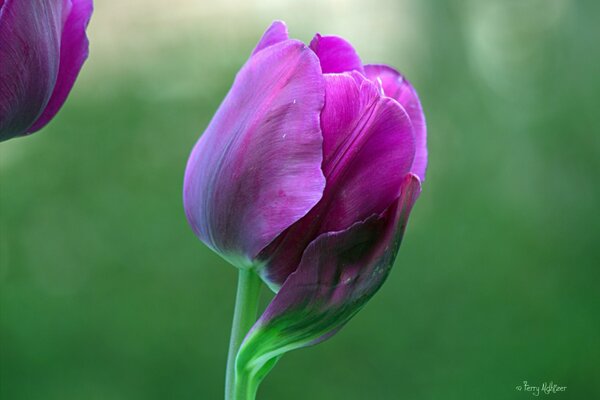 Tulipe pourpre sur fond flou