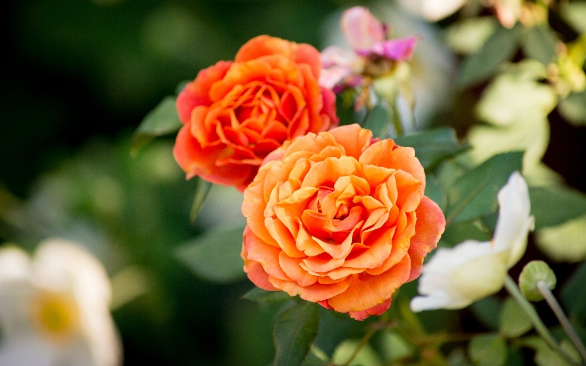 gros plan bokeh bourgeons roses