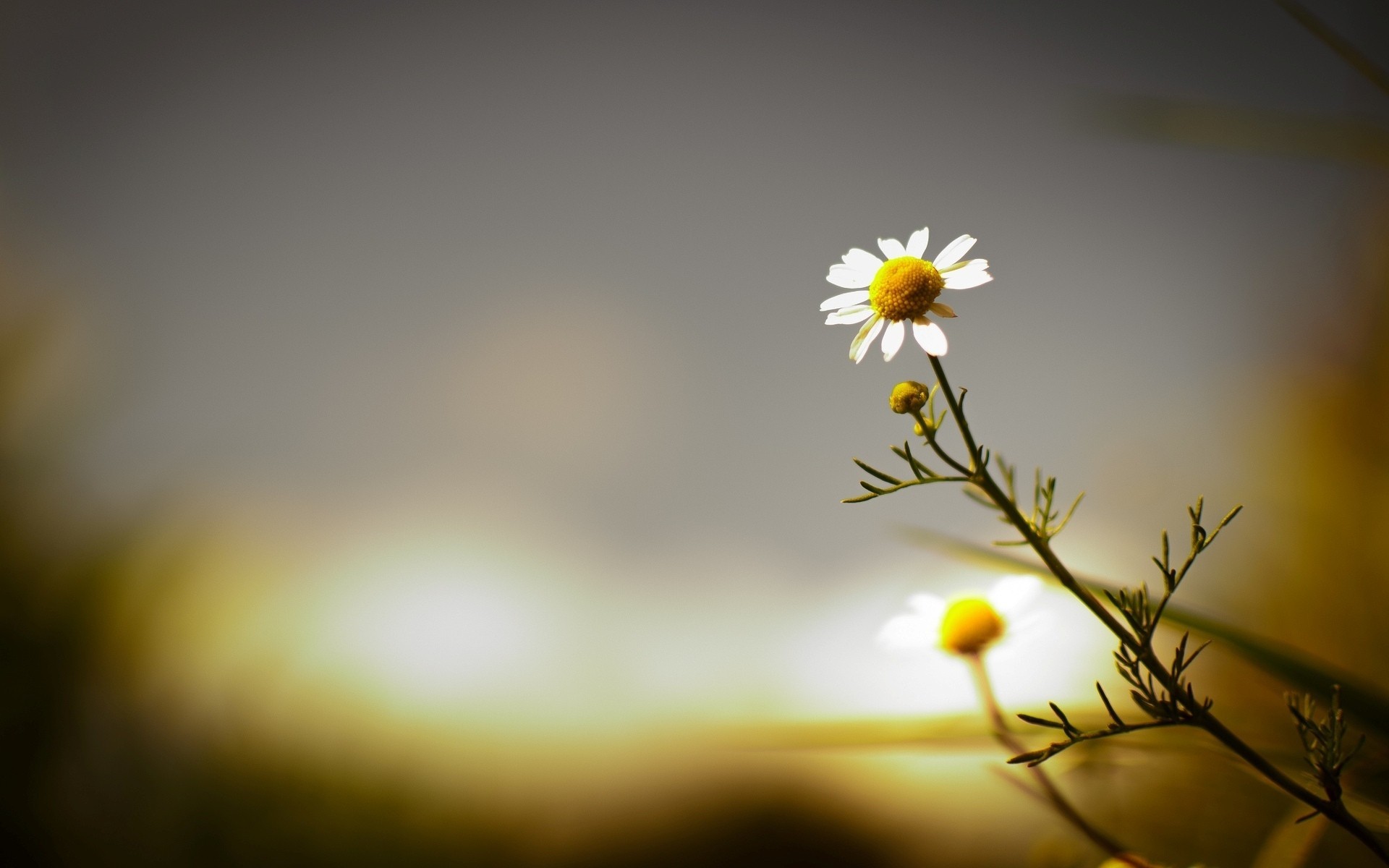 fleur marguerite fond fleurs papier peint flou