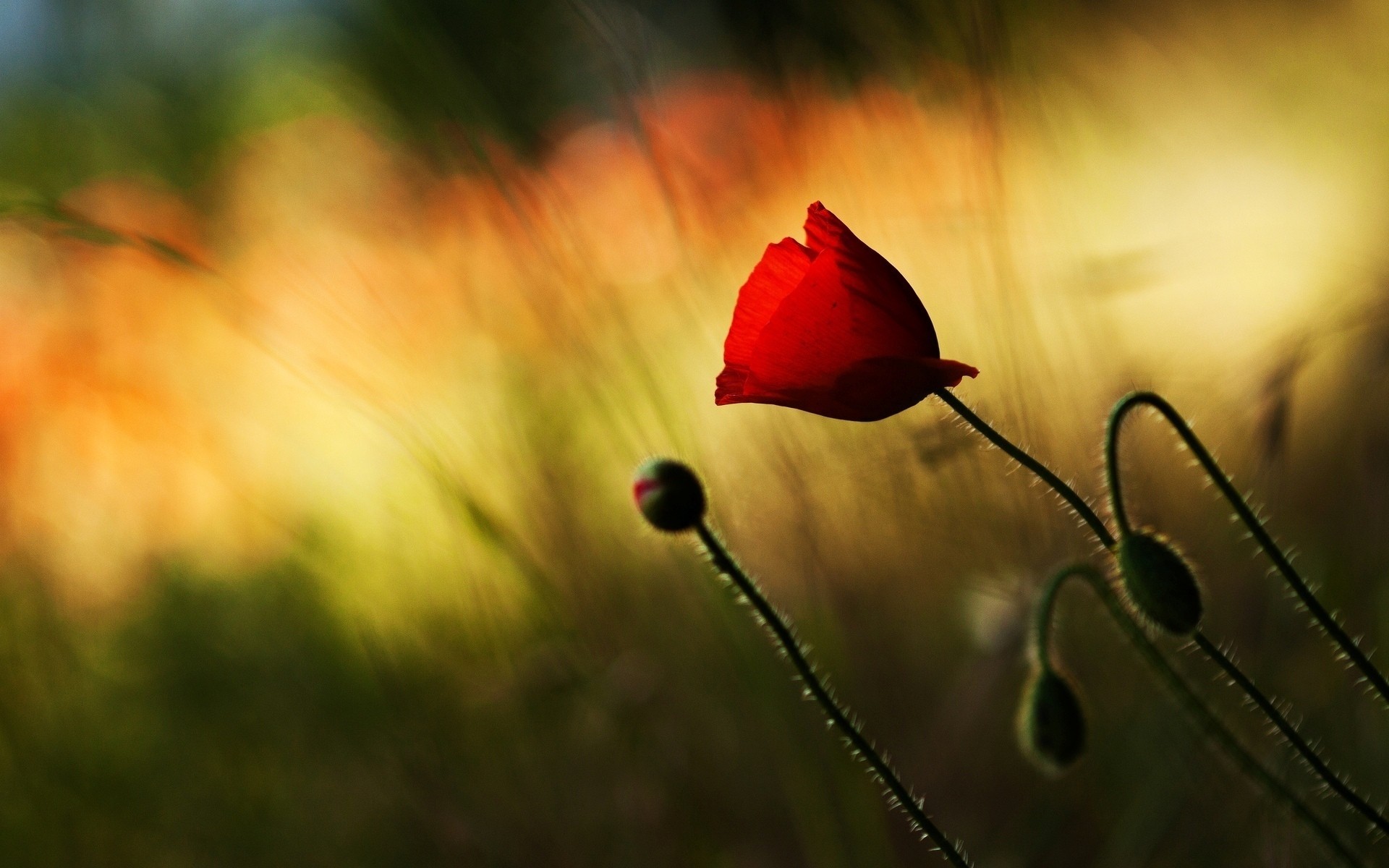 flower flowers wallpaper poppy background blur red