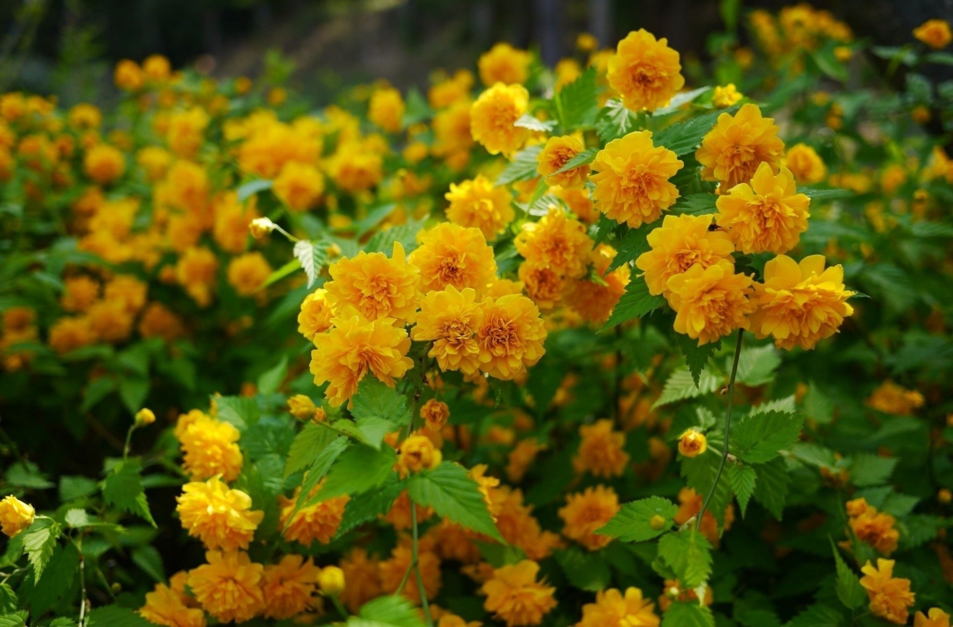 precioso tokio flores naturaleza