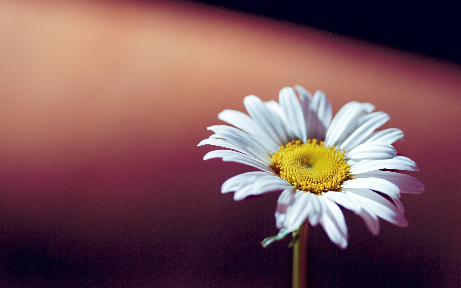 fleurs fleur marguerite fond papier peint jaune blanc