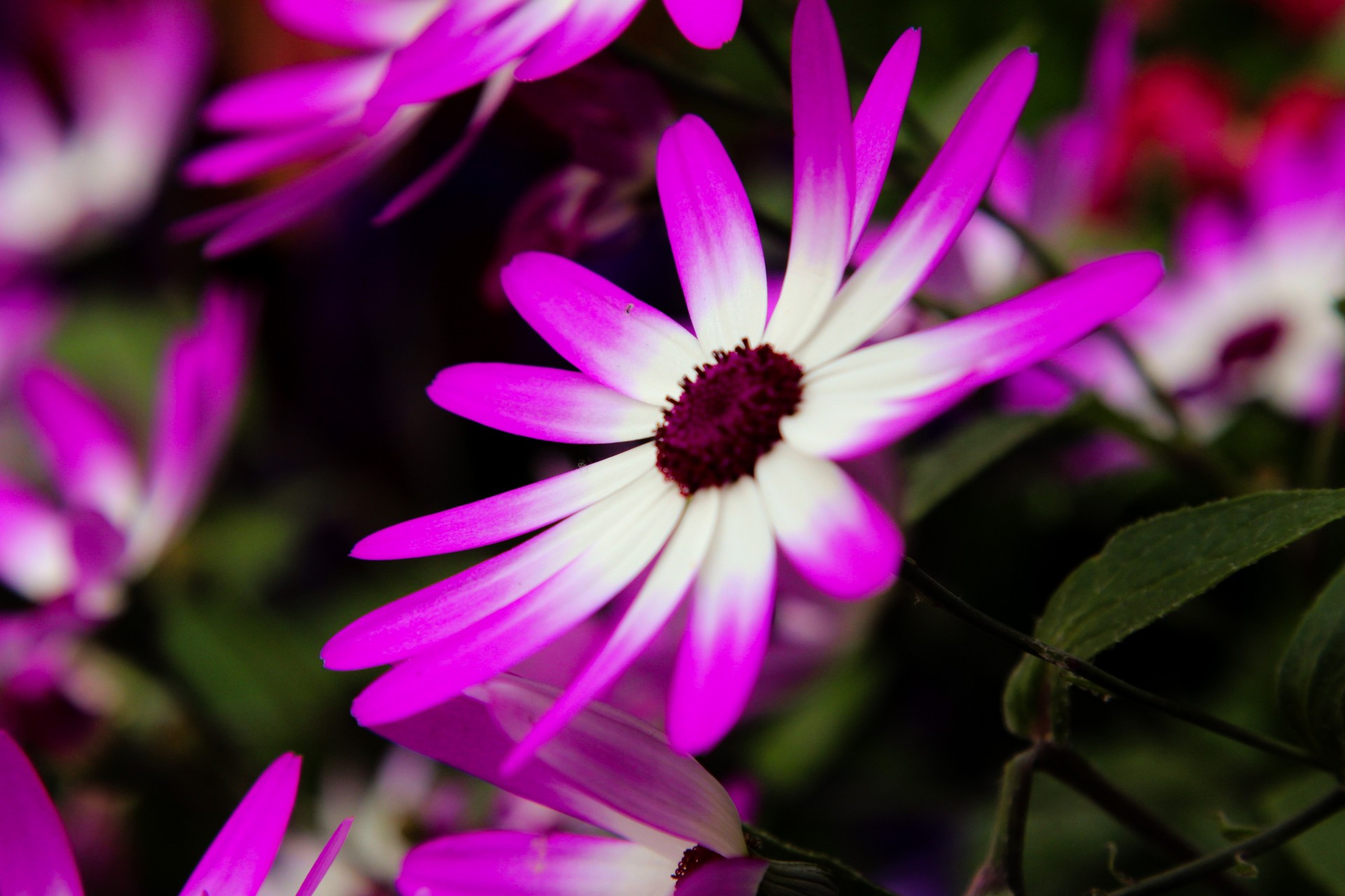 brillante flores cineraria