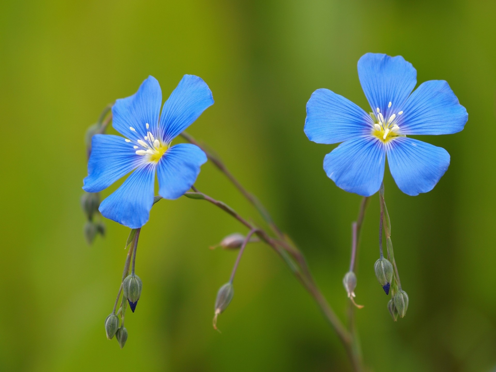 buds blue flower flax background