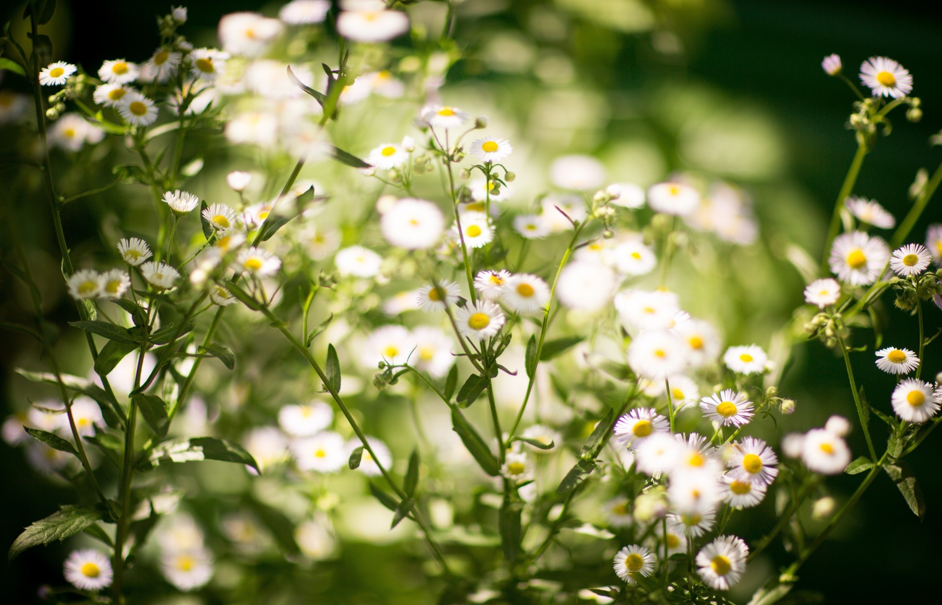 nature chamomile summer flower macro photos beautiful