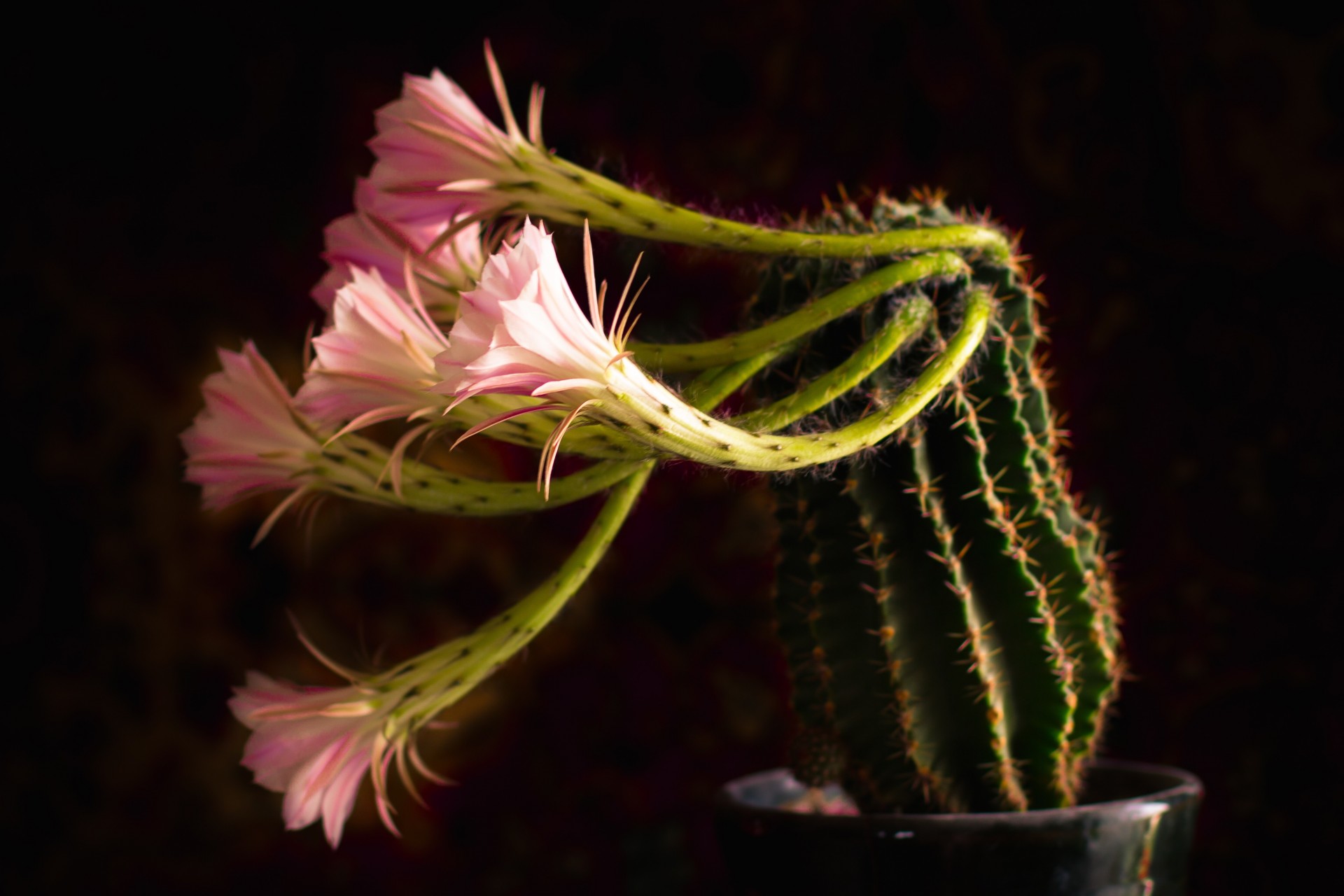 flor espinas maceta flores planta cactus