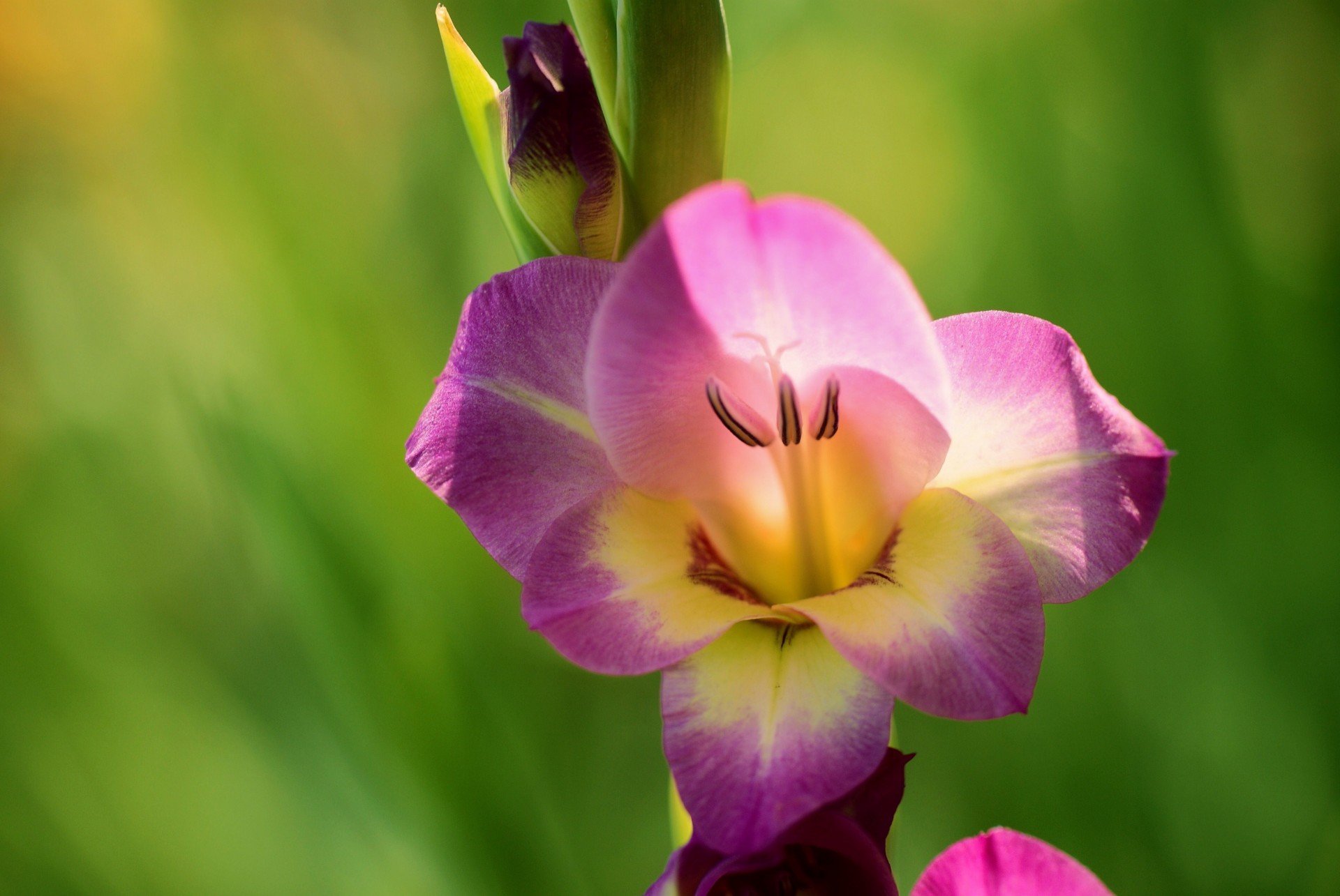 macro gladiolo flor lila