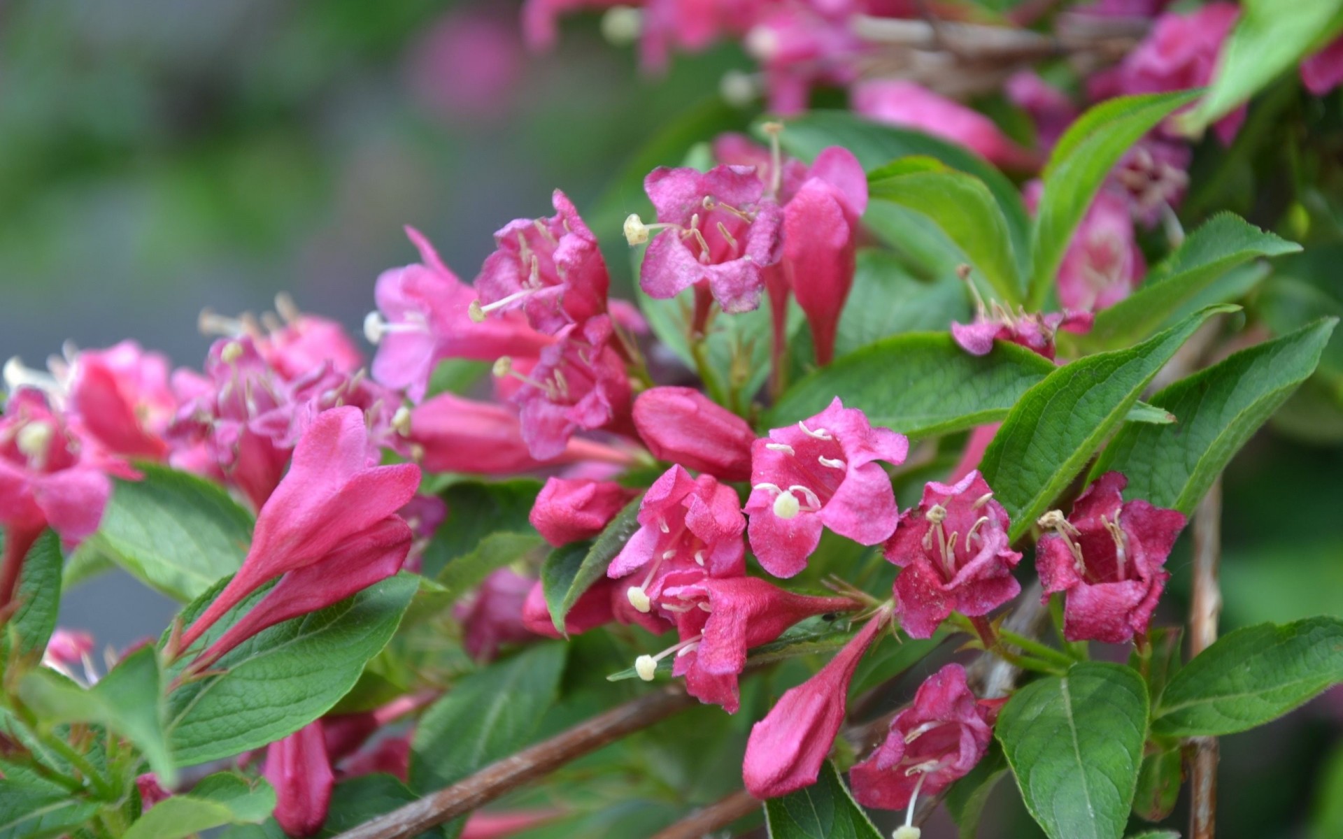 tenerezza fiori rosa