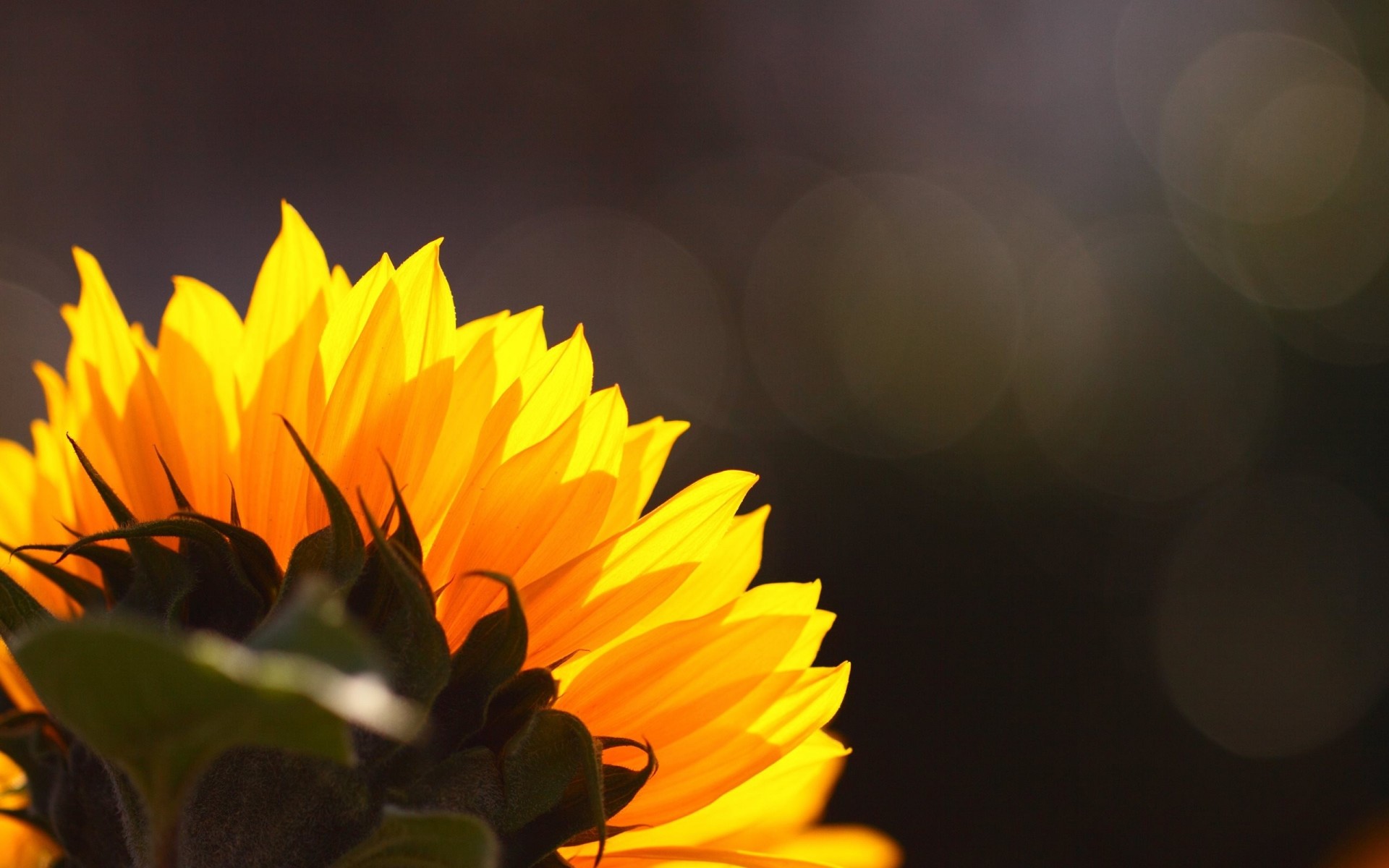 fleur tournesol arrière-plan fond éblouissement uniforme chapeau