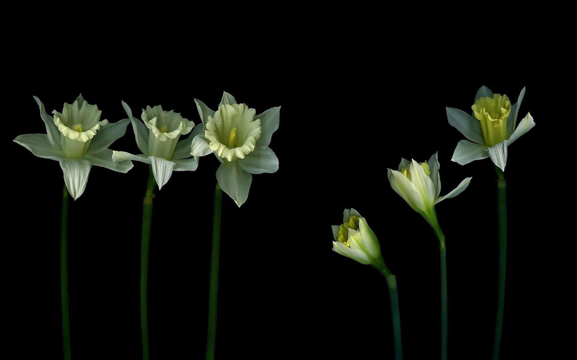 trois fond lumière tige ombre pétales