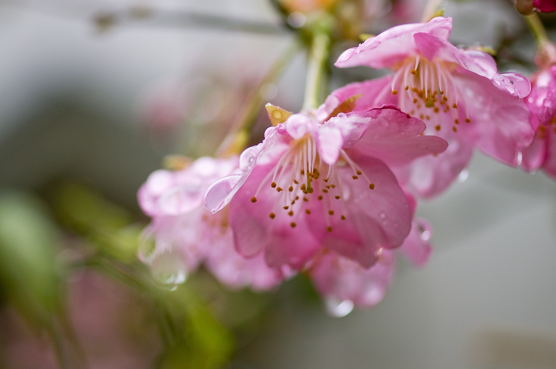 gouttes branche fleurs sakura rose pétales