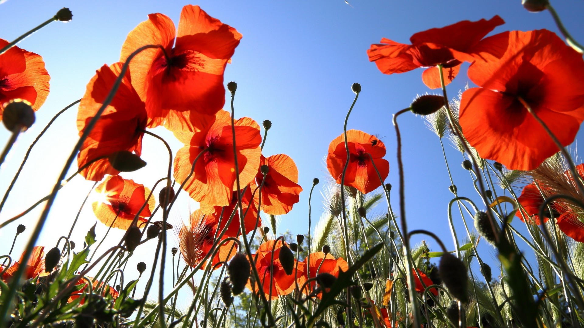 papaveri estate fiori