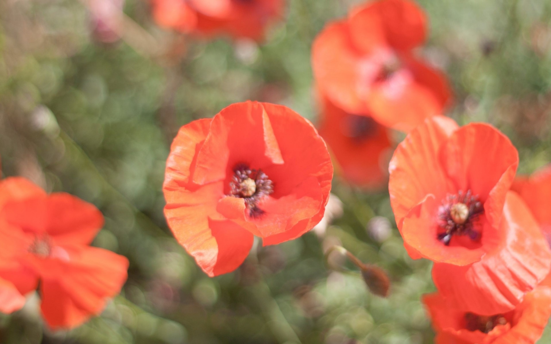 pétales flou fleurs rouge été flou lumineux été