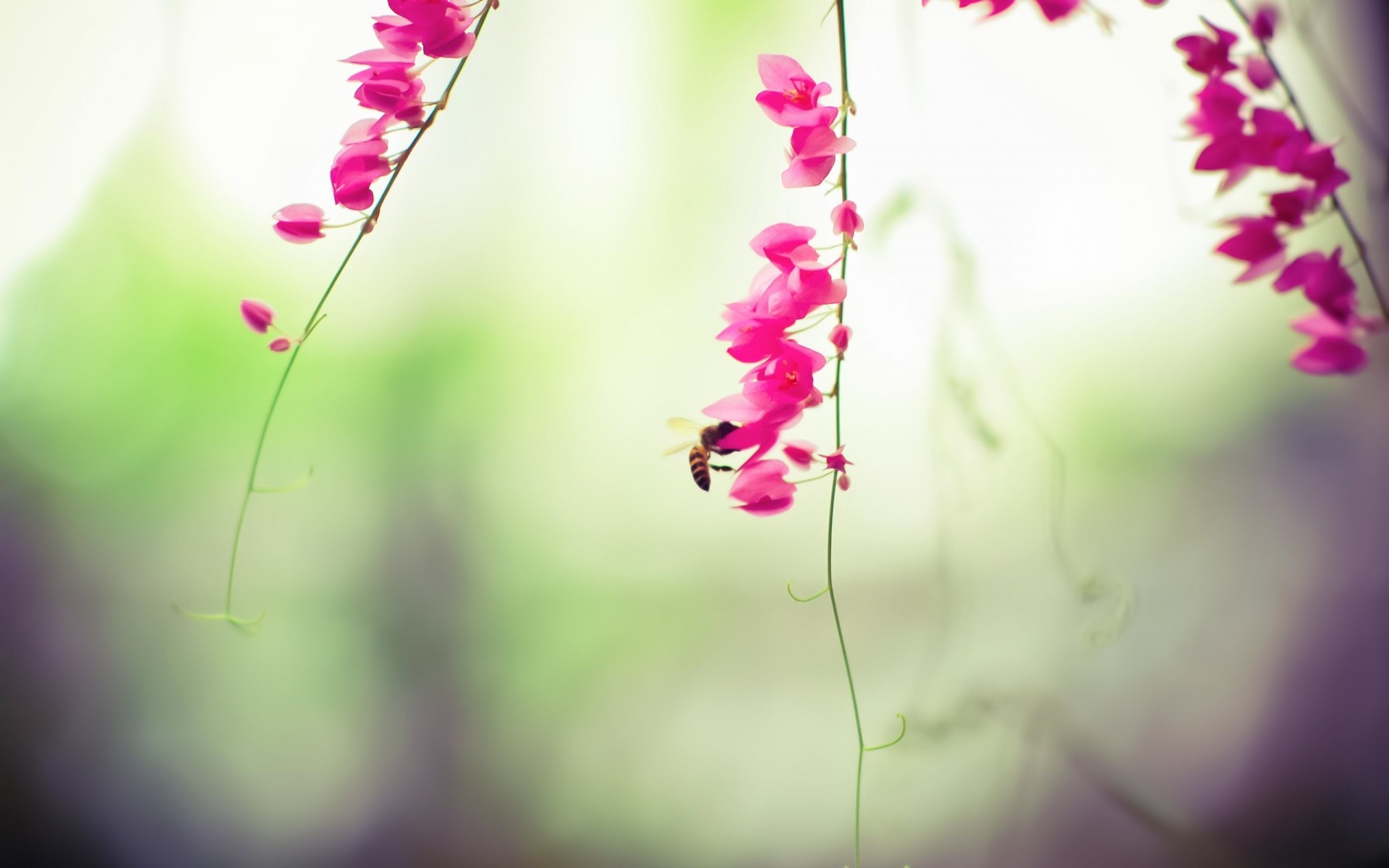 zarcillos rosa abeja flores