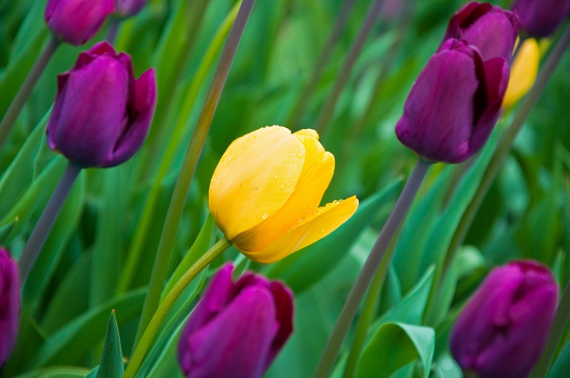 blatt blumen tulpen knospen frühling blütenblätter