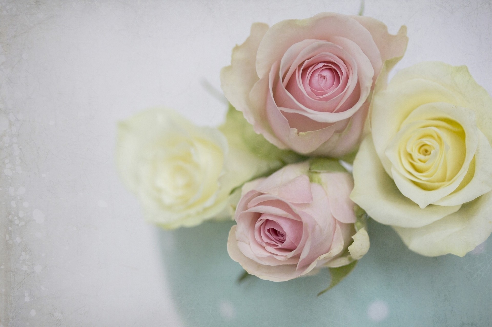 close up textures tender buds rose